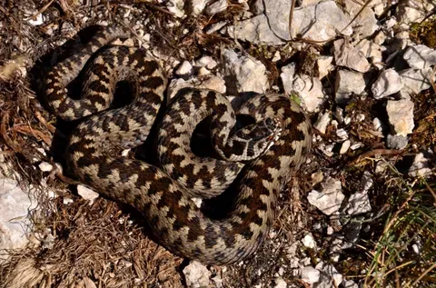 Avertisment pentru turiști: vipera cu corn a ieșit din hibernare