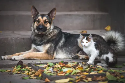 Cum vor fi protejați câinii și pisicile împotriva abuzurilor în UE