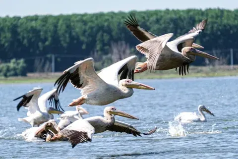 Invazie de pelicani și cormorani în Prahova: O criză ecologică