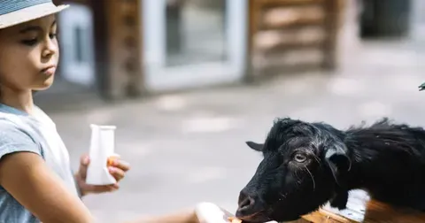 Românii își redescoperă legătura cu fermele de animale în detrimentul grădinilor zoologice comuniste