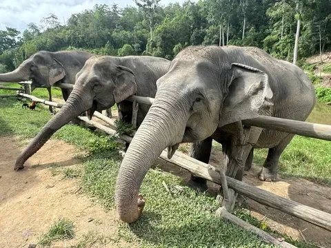 Avertizări de călătorie pentru Japonia: Cutremur de intensitate 7,4 și tsunami