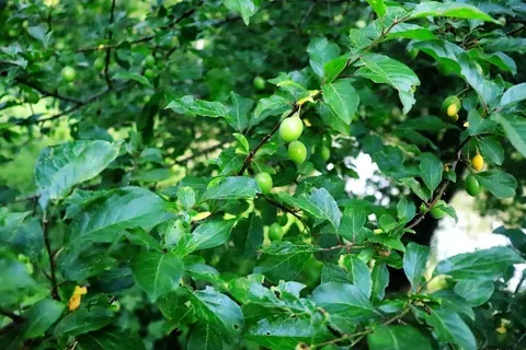 Semnificația Duminicii Tomii în Tradiția Creștină Răsăriteană