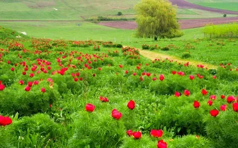 Festivalul bujorilor de la Zau de Câmpie