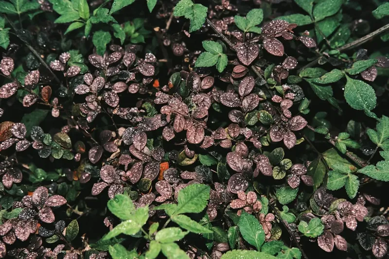 Bărbat acuzat de uciderea unei refugiate ucrainene declarat inapt mintal