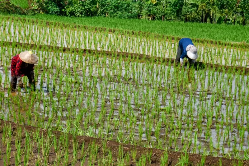Criza combustibililor afectează producția de orez în Asia: Impactul războiului din Iran