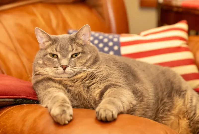 Tragedia unui vânător în inima Africii Centrale