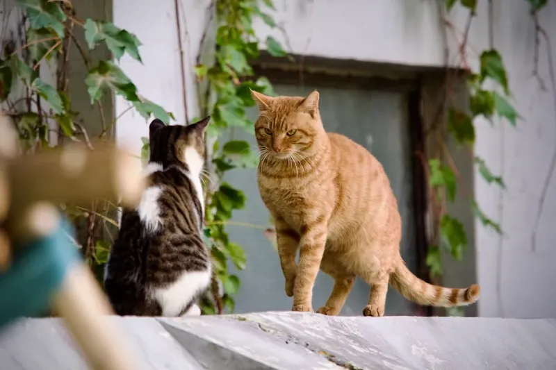 Salvarea unei pisici blocate la 12 metri înălțime