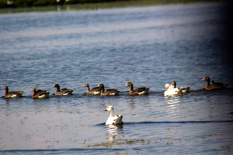 Lineup Electric Castle 2026: Concertele pe zile