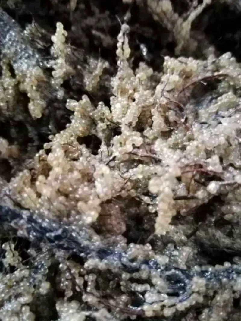 Finalizarea sezonului de eliberare a icrelor de șalău în Complexul Razim–Sinoie