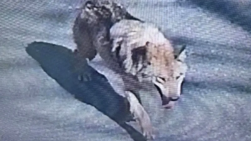 Lup fugar în Coreea de Sud - căutări masive