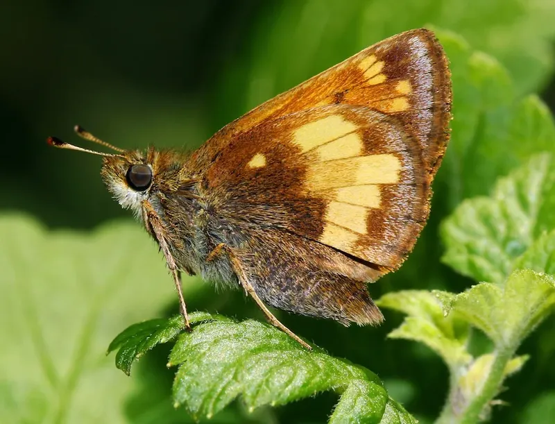 O Petrecere Decisivă: Impactul Vizitei Regelui George al VI-lea