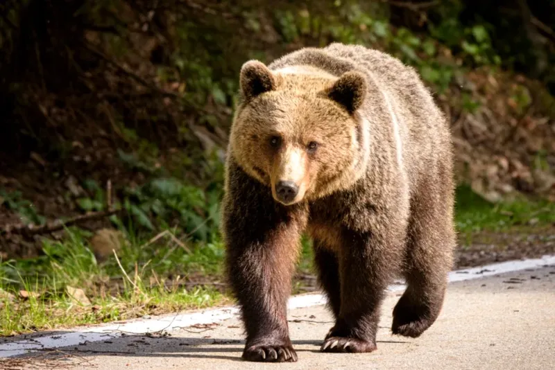Tânăr urmărit de un urs, salvat de jandarmi în Bistrița-Năsăud