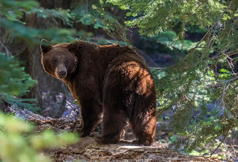 Sfatul primarului din Prundu Bârgăului pentru localnici
