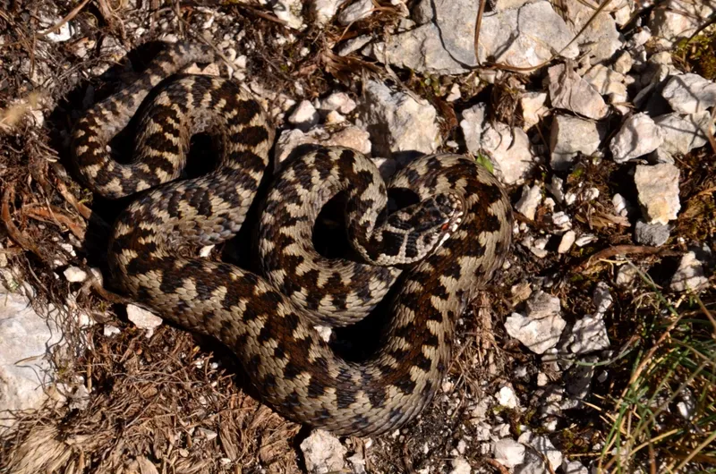 Avertisment pentru turiști: vipera cu corn a ieșit din hibernare