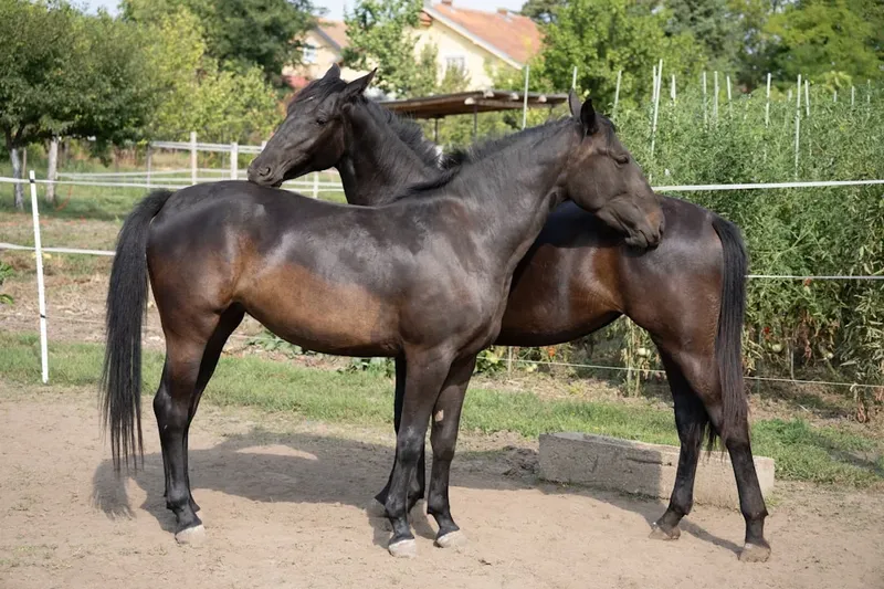 Miercurea Mare în Săptămâna Patimilor