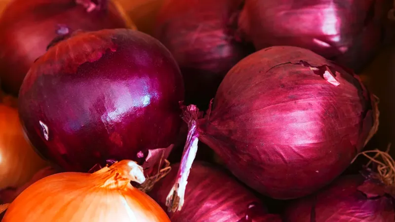 Lansarea unui nou soi de ceapă roșie cu gust blând și iuteț redus