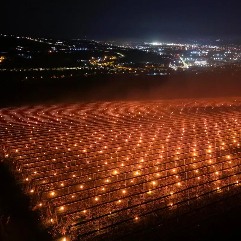 Lumânările anti-îngheț de la ferma Steluța din Cluj