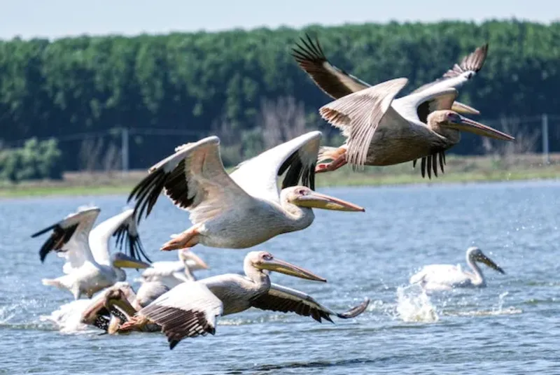 Invazie de pelicani și cormorani în Prahova: O criză ecologică