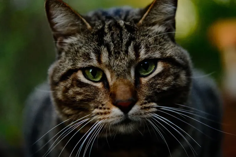 Câți pensionari sunt în România și care este pensia medie