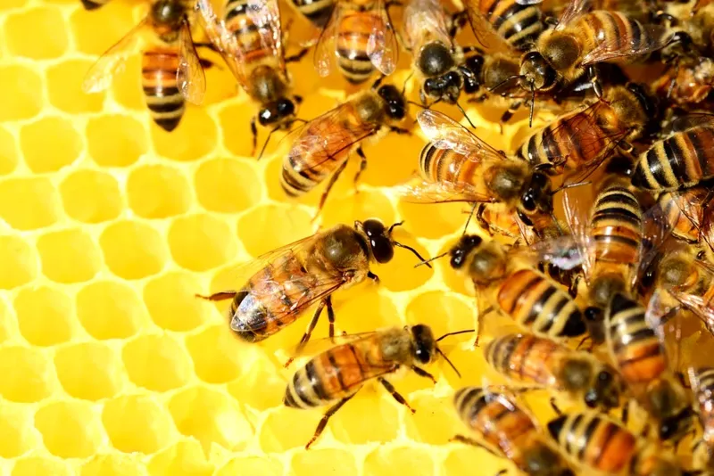 Dispariția albinelor și a altor polenizatori: o problemă urgentă