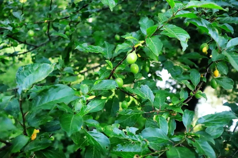 Semnificația Duminicii Tomii în Tradiția Creștină Răsăriteană