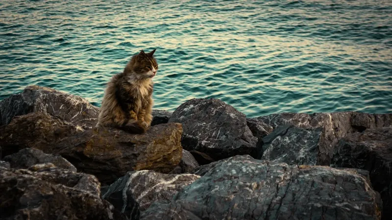 Cât de irelevante au devenit ONU și UE în faţa marilor puteri